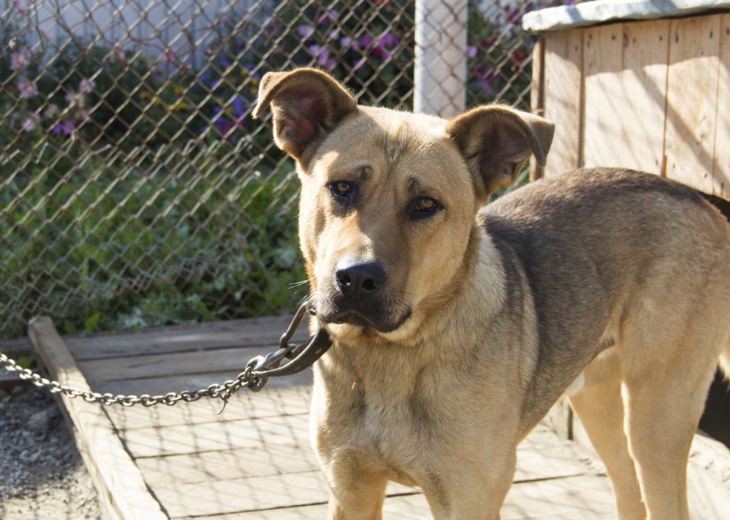 Собак и кошек приравняют к сельхозживотным