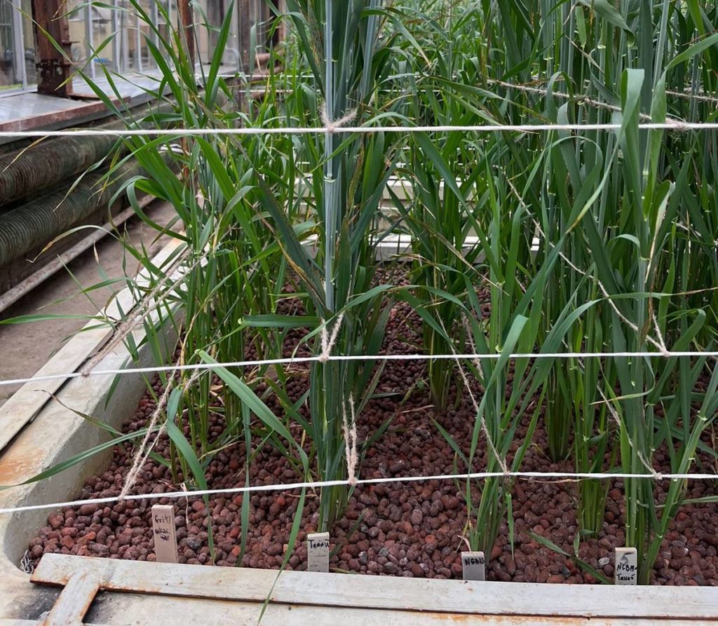 Сибирский ячмень для пивоваров планируют испытывать в полях в 2023-2024 годах