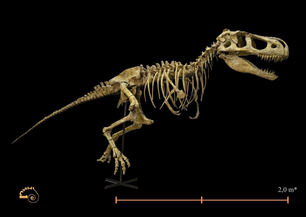 В новосибирском Музее природы откроется выставка «Динозавры»