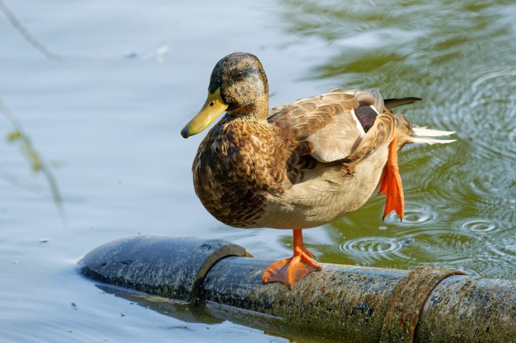 Объявлен аукцион на проектирование водозаборных сооружений в Бердске