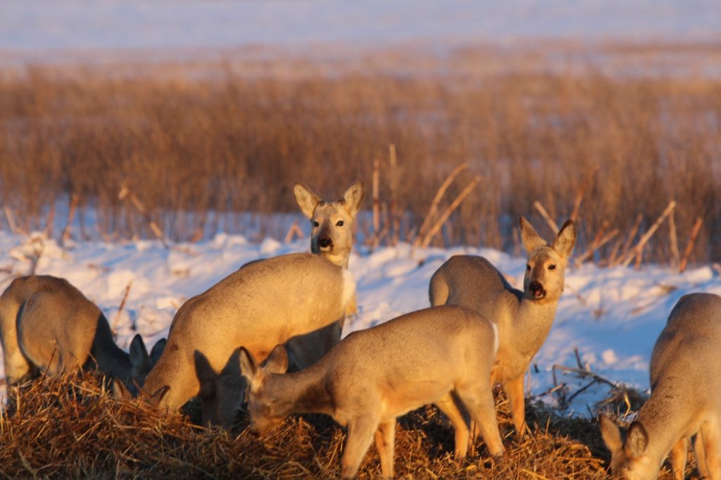 Второе уголовное дело возбуждено против сотрудника Кирзинского заказника