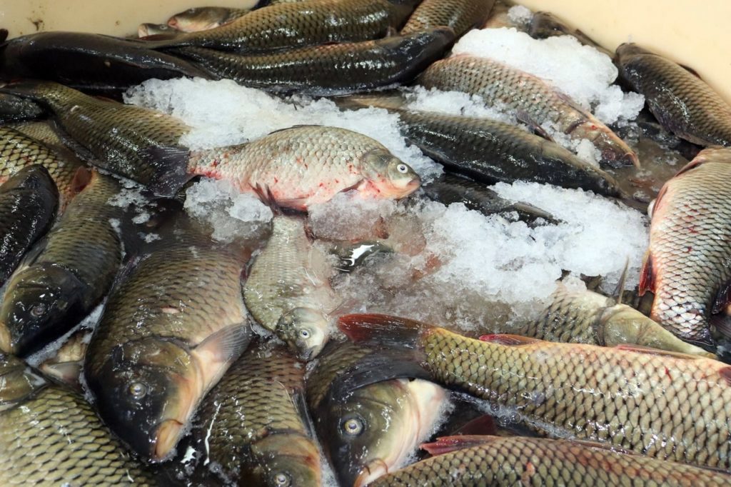 Рыбохозяйственные предприятия области на 10% увеличили вылов рыбы