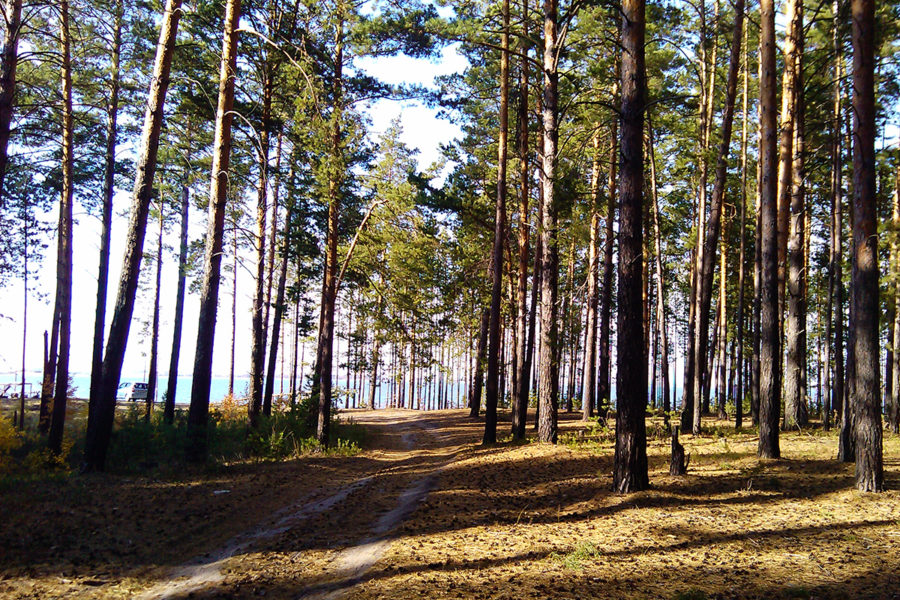 Новый законопроект угрожает лесам вокруг городов России