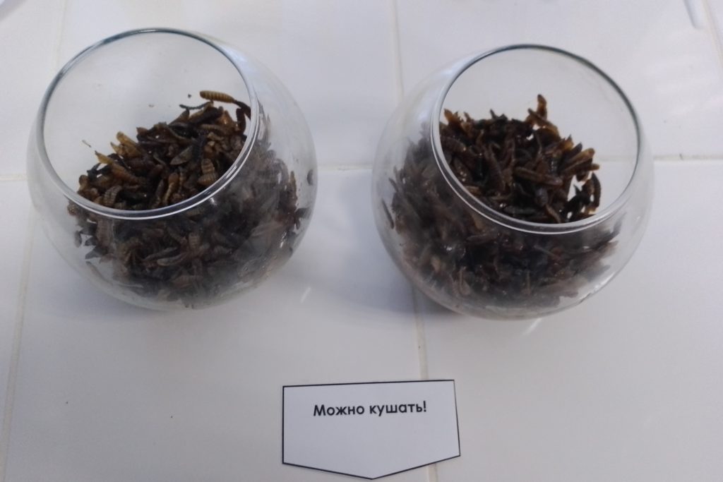 Личинки мух — новый источник пищевого белка
