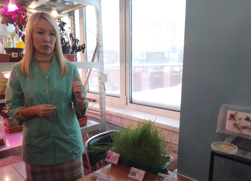 Родственник божьей коровки будет уничтожать вредителей вместо химикатов