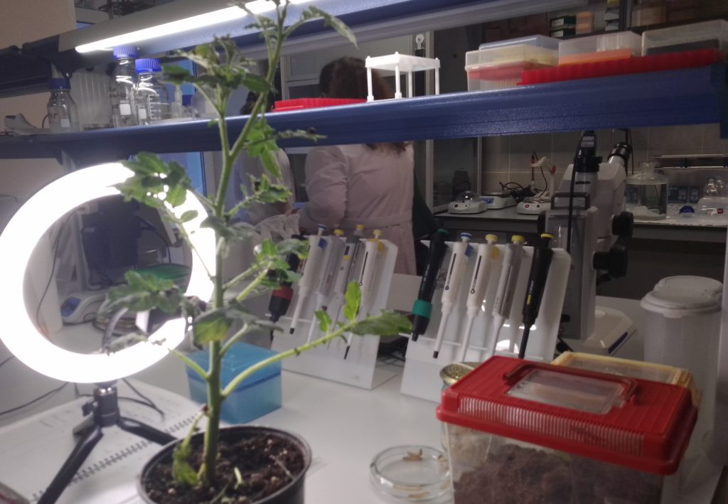 Новосибирские ученые разрабатывают инновационные средства защиты растений