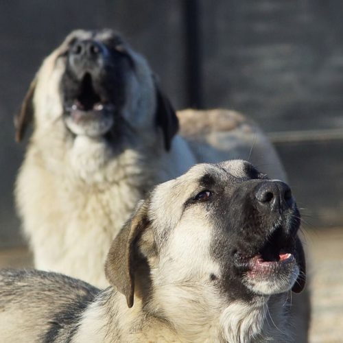 Бастрыкин поручил провести проверку в отношении сибирячки, в квартире которой проживает 50 собак