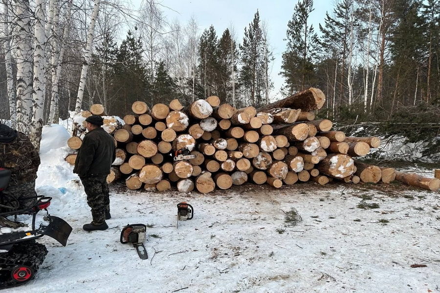 Мэр Новосибирска отозвал разрешение на снос деревьев в «Юном медике»