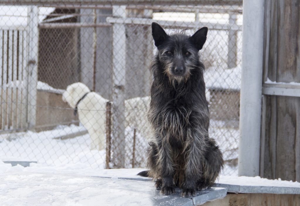 Мощности центра содержания животных в Новосибирске вдвое меньше потребностей