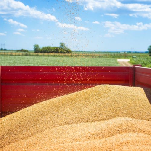 Россия с начала сельхозгода смогла поставить 40 млн тонн зерна