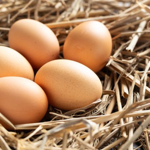 Самообеспеченность России по пищевому яйцу составила почти 100%