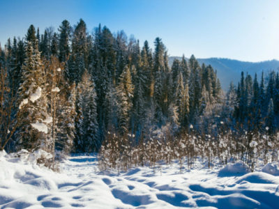 ученые нашли способ снизить углеродный след