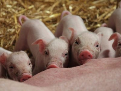 застраховано поголовье свиней