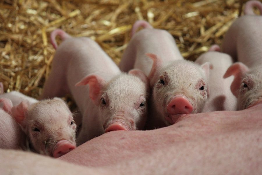 застраховано поголовье свиней