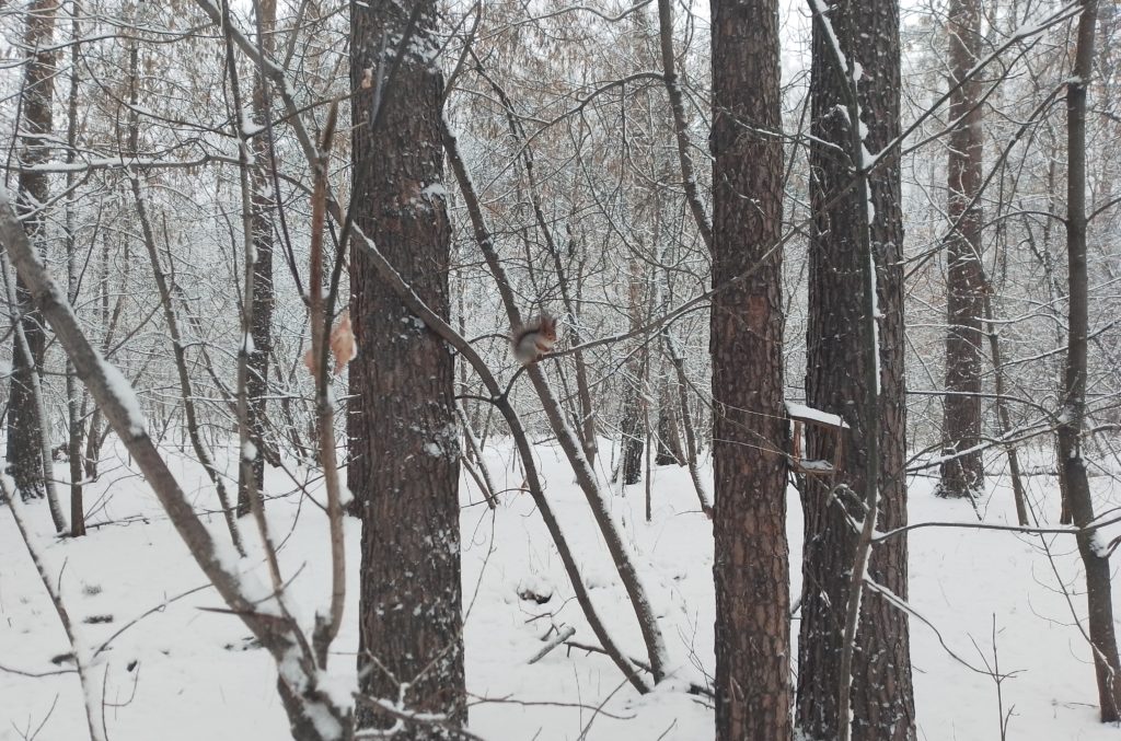 В Сибири зафиксировали всплеск обращений по «лесной амнистии»