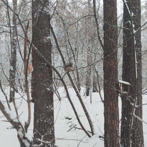 В Сибири зафиксировали всплеск обращений по «лесной амнистии»