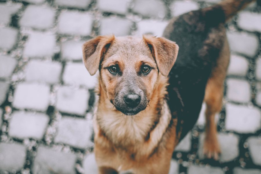 Регионам могут разрешить усыплять опасных бездомных собак