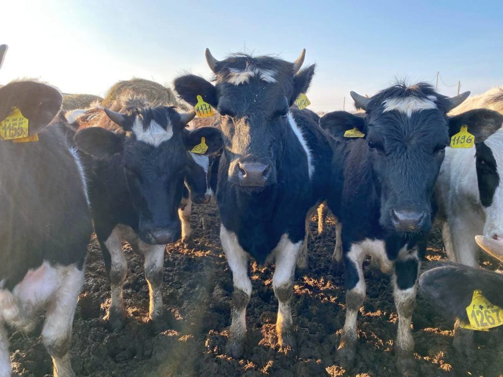 Одно из крупнейших сельхозпредприятий Новосибирской области увеличит производство молока благодаря нацпроекту