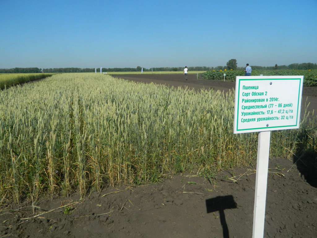 Сибирские и белорусские селекционеры обменяются научными достижениями