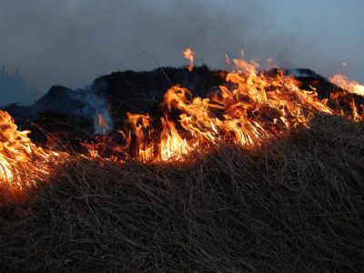 лесные пожары в Новосибирской области