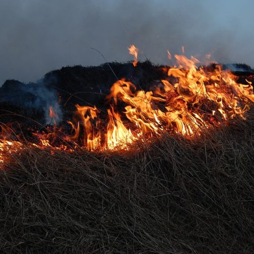 лесные пожары в Новосибирской области
