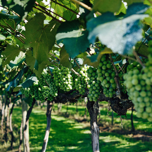 Минсельхоз уполномочат проводить инвентаризацию виноградарских насаждений