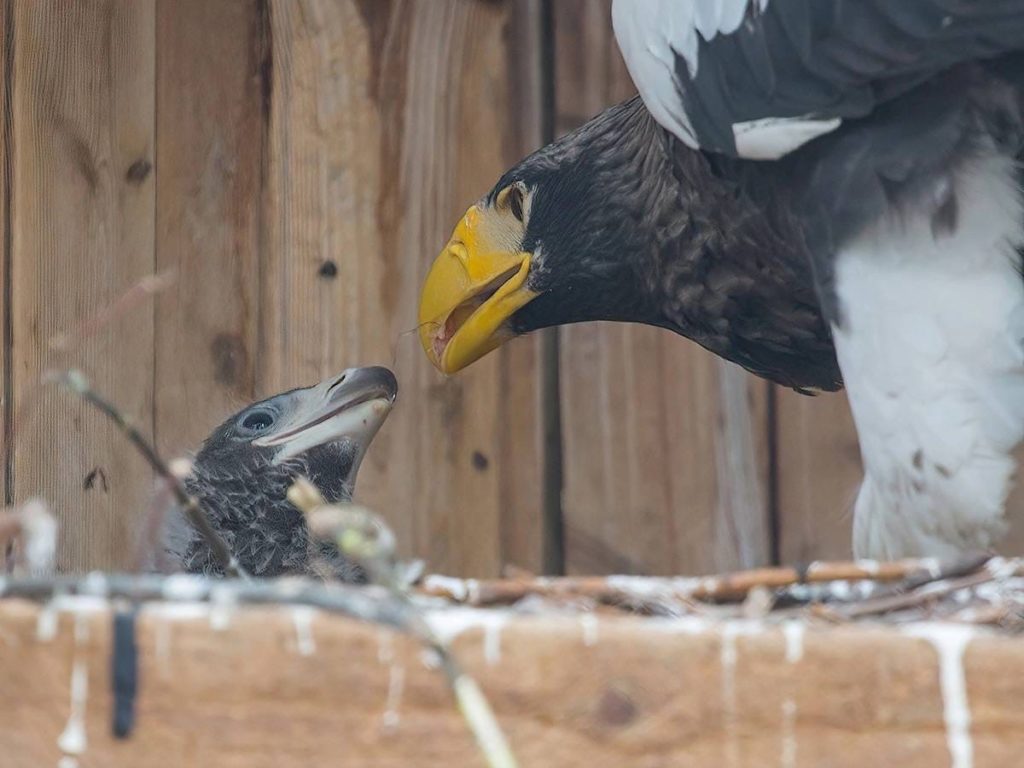 Птенец краснокнижного белоплечего орлана появился в новосибирском зоопарке