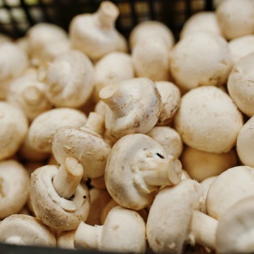Россия ставит рекорды в производстве грибов