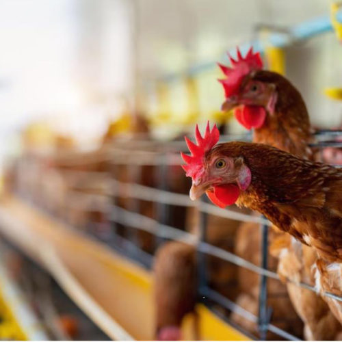 Производители колбасы просят власти ограничить экспорт курицы