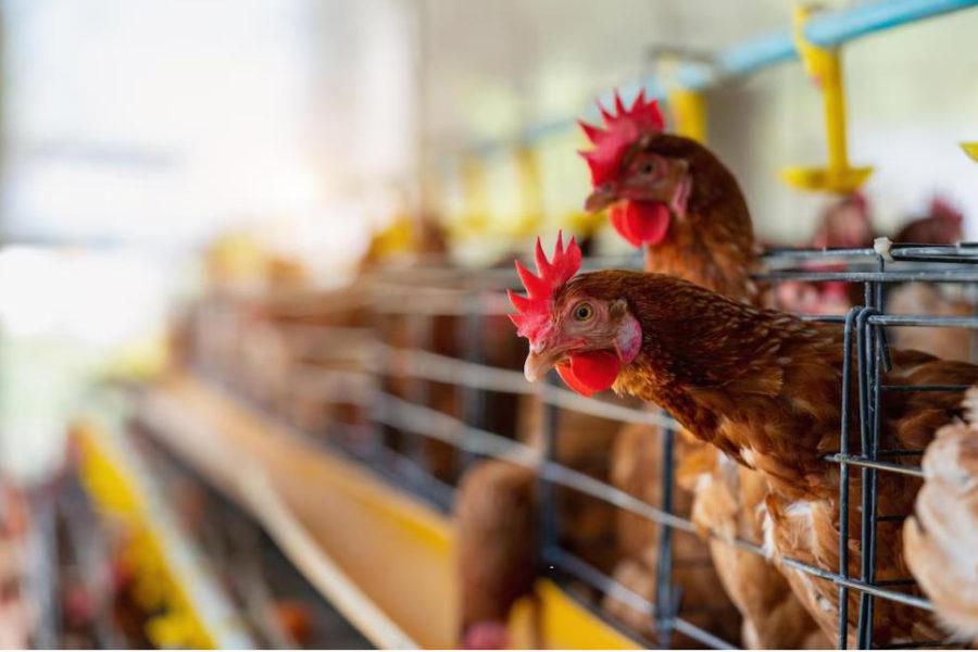 Производители колбасы просят власти ограничить экспорт курицы