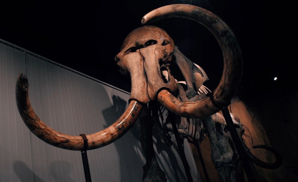 Самсон едет в Санкт-Петербург