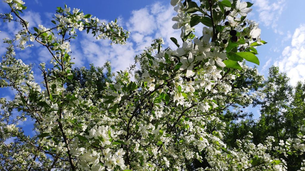 Летняя жара наступает на Новосибирск