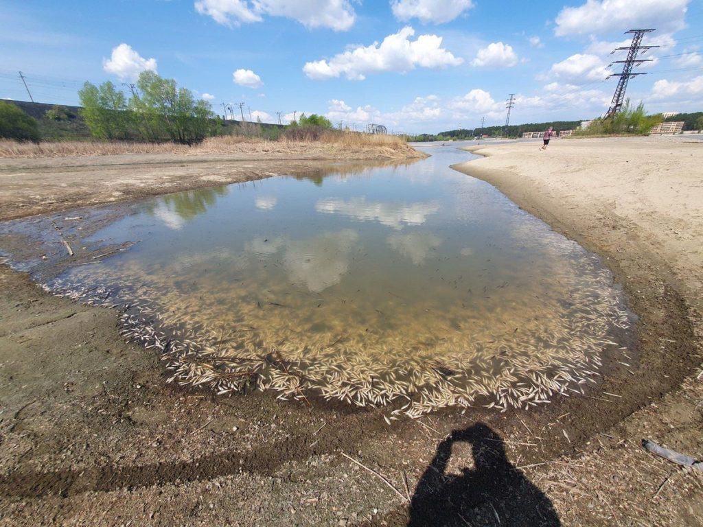 Проводится проверка прокуратуры в связи массовой гибелью рыбы в Бердском заливе