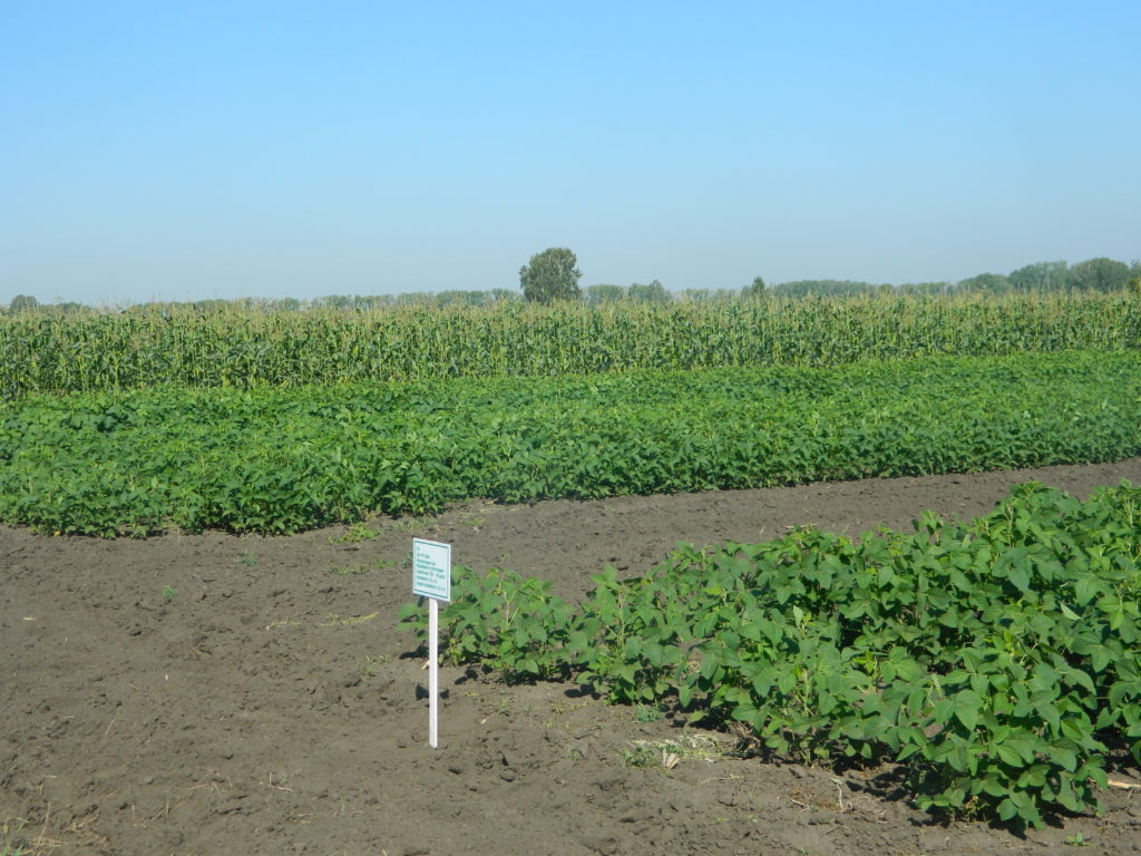 Аграрии обратились за помощью к ученым из-за снижения урожая кормов в Новосибирской области