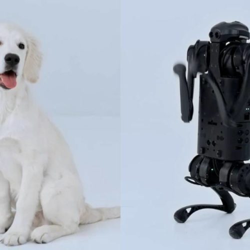 Собаку-робота в НГУ научили выполнять команды и искать человека