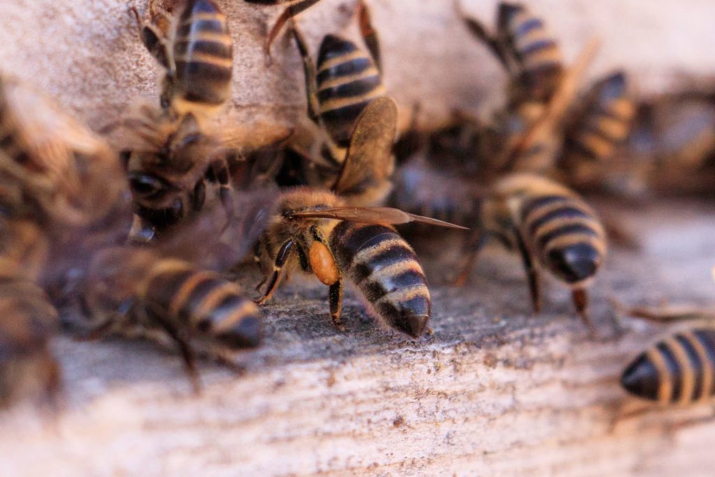 Почти 500 пчелиных жал извлекли врачи из тел двух мальчиков