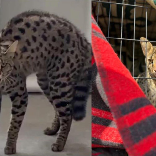 в новосибирском селе нашли кота редкой и самой дорогой в мире породы