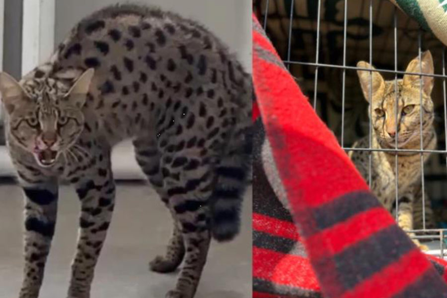 в новосибирском селе нашли кота редкой и самой дорогой в мире породы