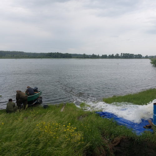 выпуск рыбы в Новосибирске
