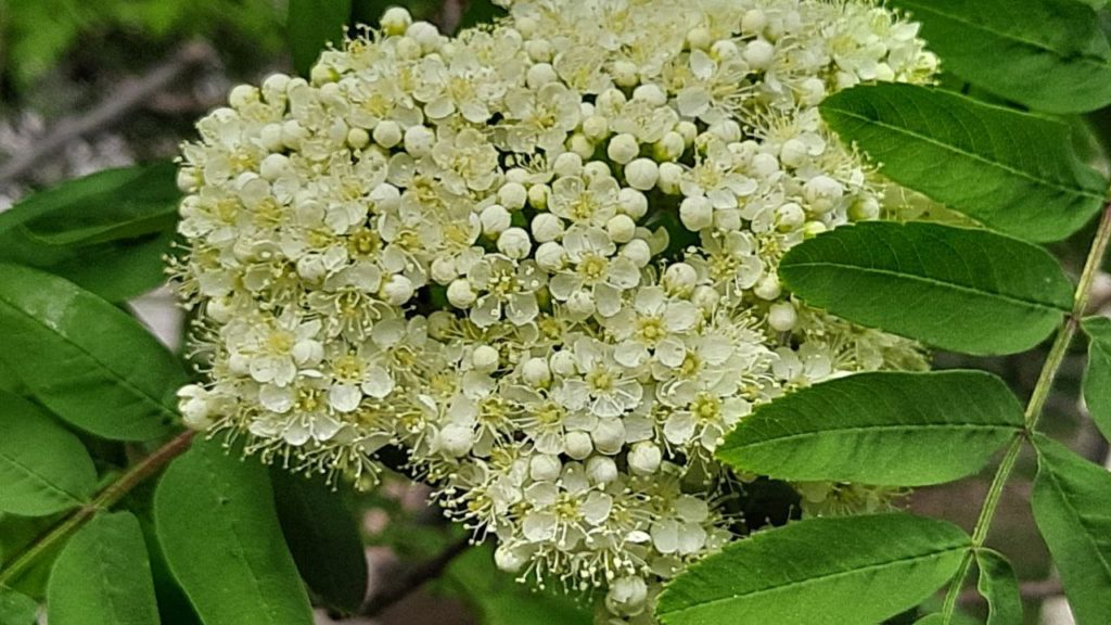 В пятницу, 9 июня, в Новосибирской области ожидается резкое похолодание