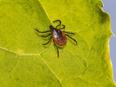 Почти треть клещей в Новосибирской области — переносчики боррелиоза