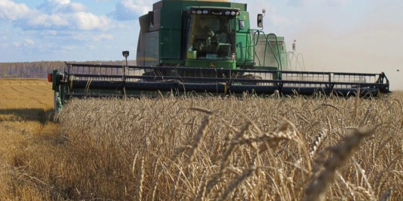 «Без зерна не останемся, но на результат прошлого года вряд ли стоит рассчитывать»: ученые дали прогноз об урожае зерновых в Сибири