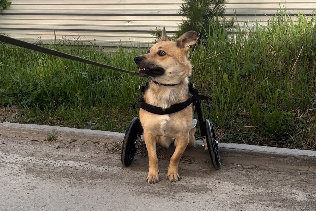 В Новосибирске волонтеры купили инвалидную коляску для найденной на морозе собаки