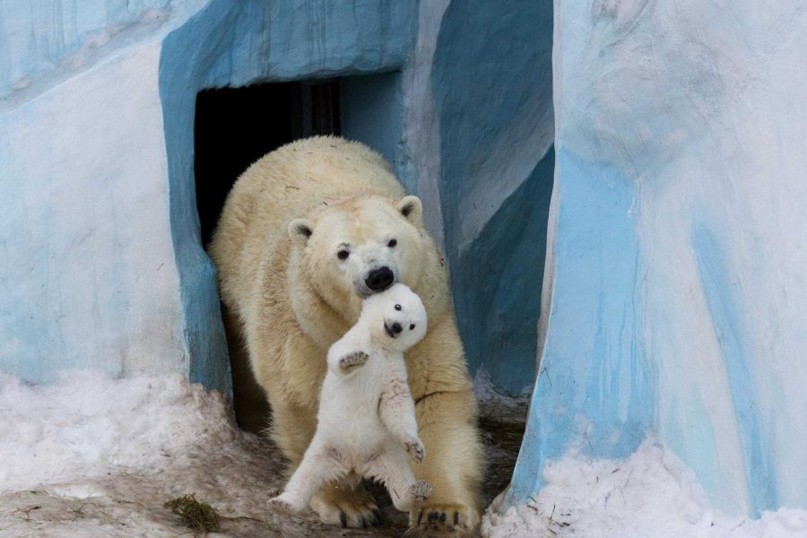 В Новосибирске на День города объявят имена белых медвежат