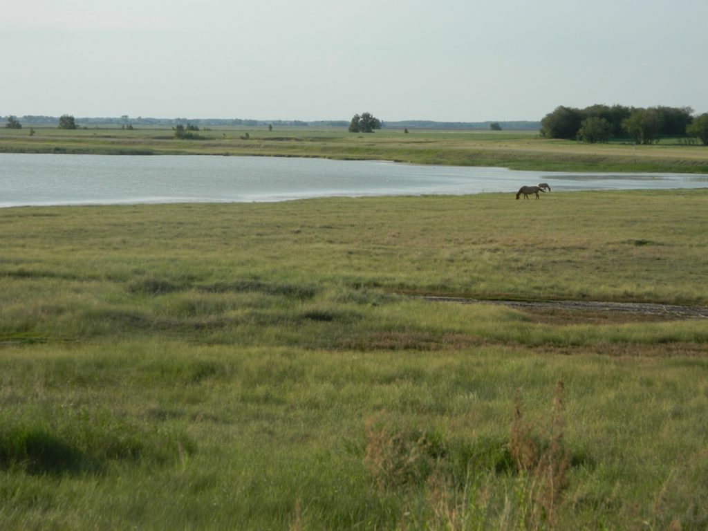 В новосибирском Роспотребнадзоре обозначили основных паразитов у людей