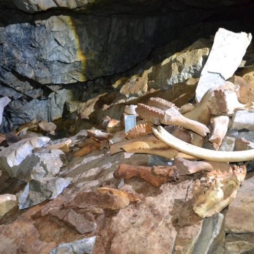 Крупнейшее логово пещерных гиен, которые съели носорогов и мамонтов, нашли в Сибири
