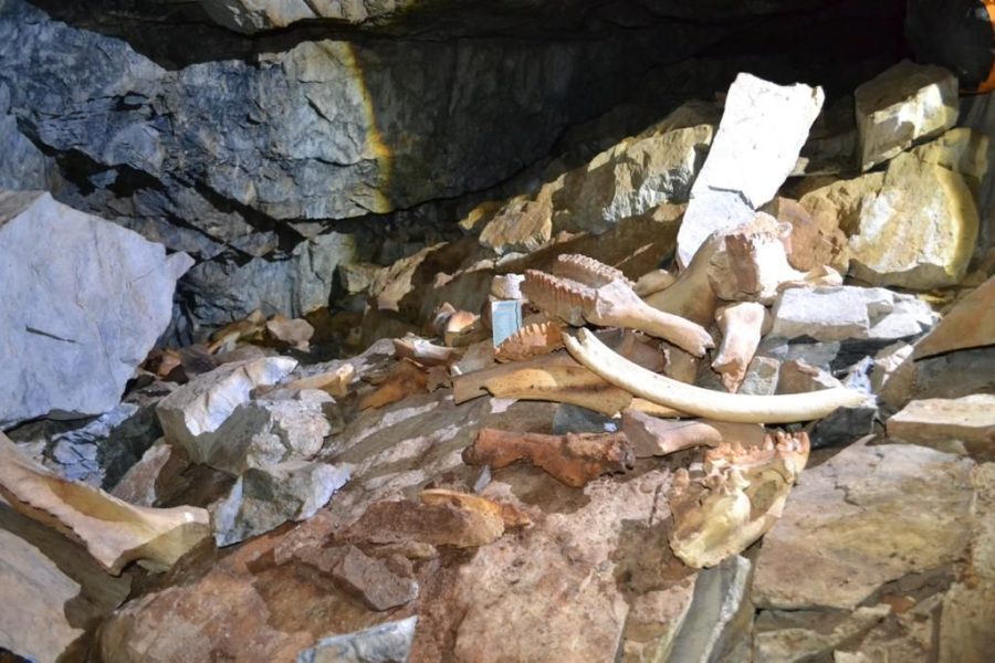Крупнейшее логово пещерных гиен, которые съели носорогов и мамонтов, нашли в Сибири