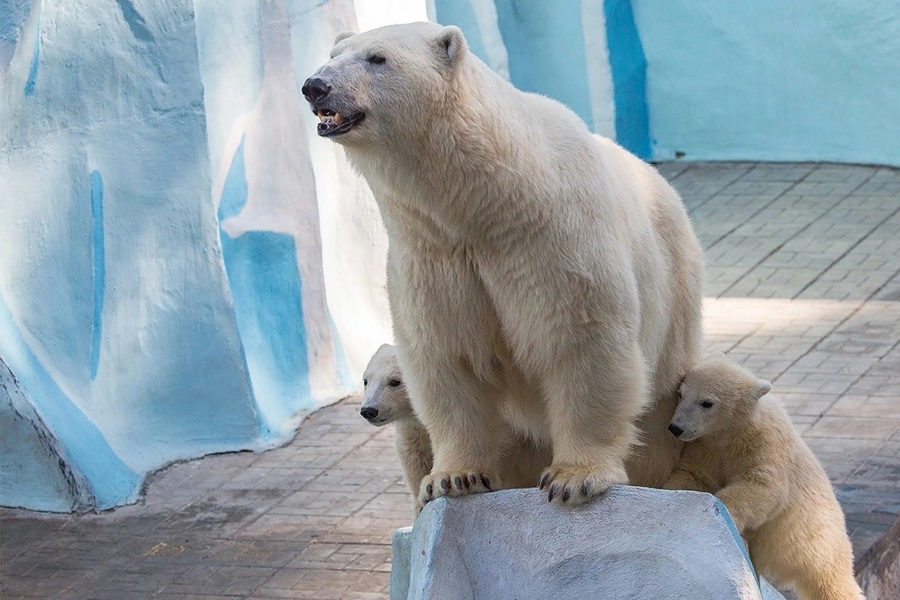 Мэр Новосибирска прокомментировал споры по поводу имен белых медвежат в Новосибирском зоопарке
