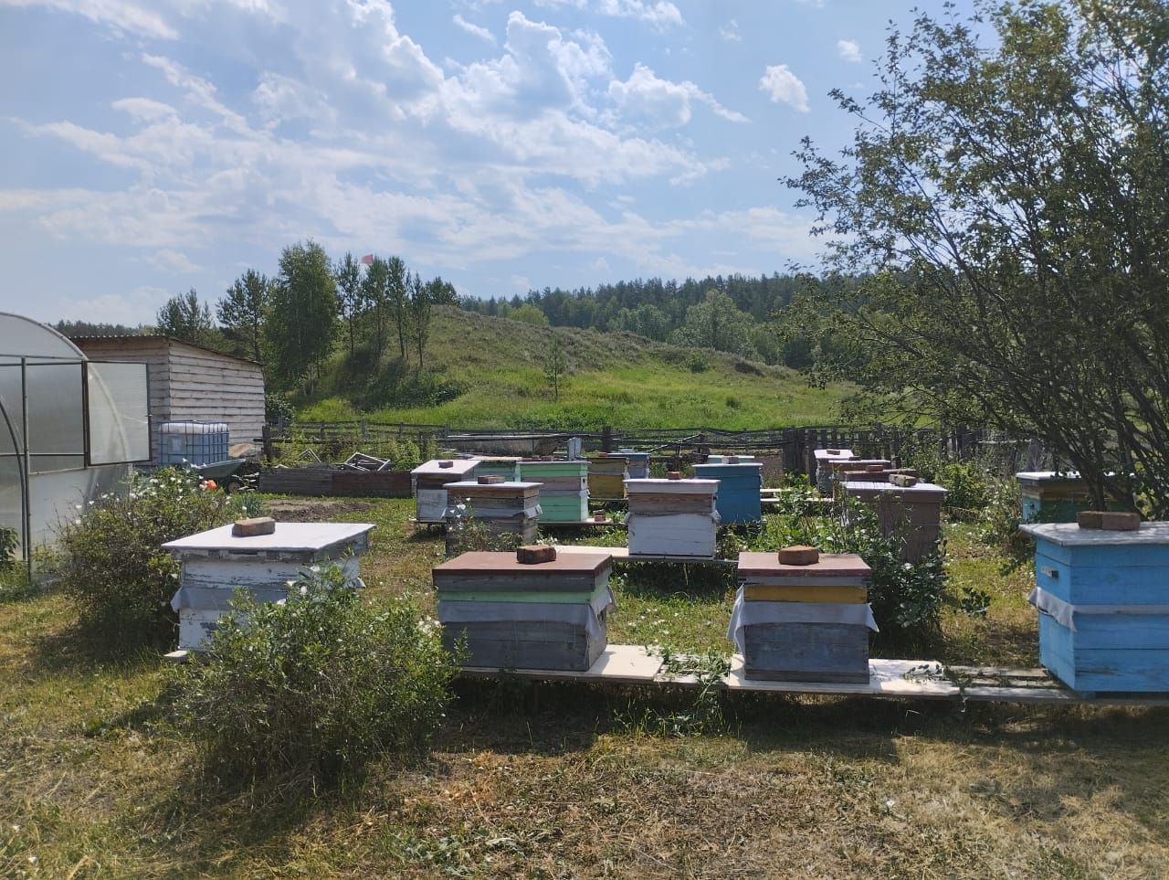 Новосибирские пчеловоды вновь жалуются на гибель пчел из-за обработки полей  - Infopro54 - Новости Новосибирска. Новости Сибири