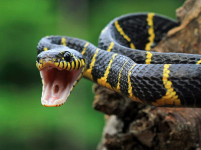 укусы змей в Новосибирской области